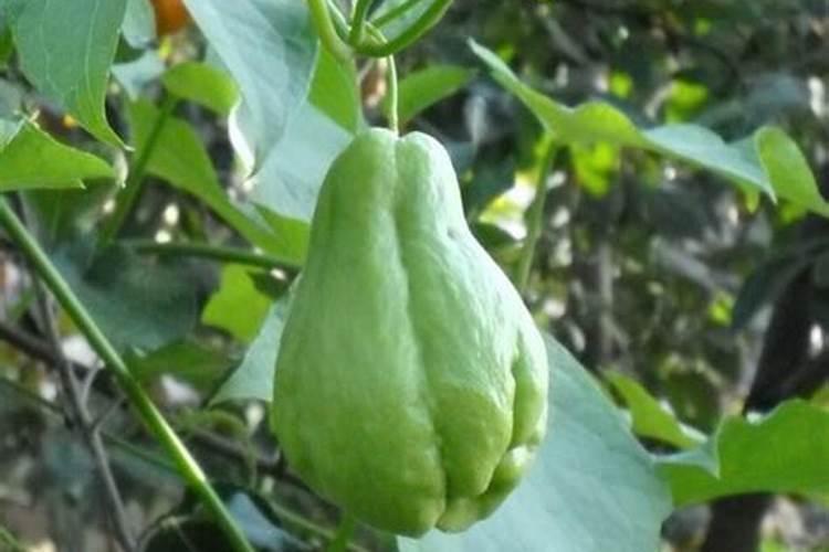佛手瓜种植方法？