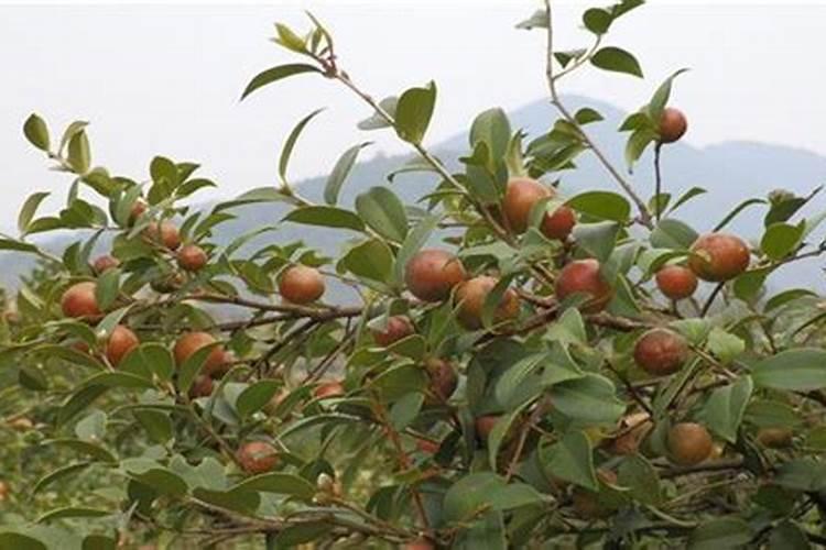 油茶树什么时候施肥
