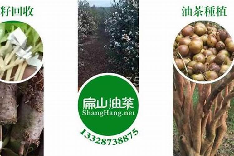 油茶树什么时候施肥