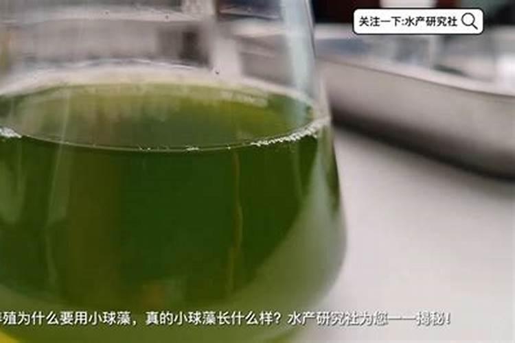 球藻如何繁殖？