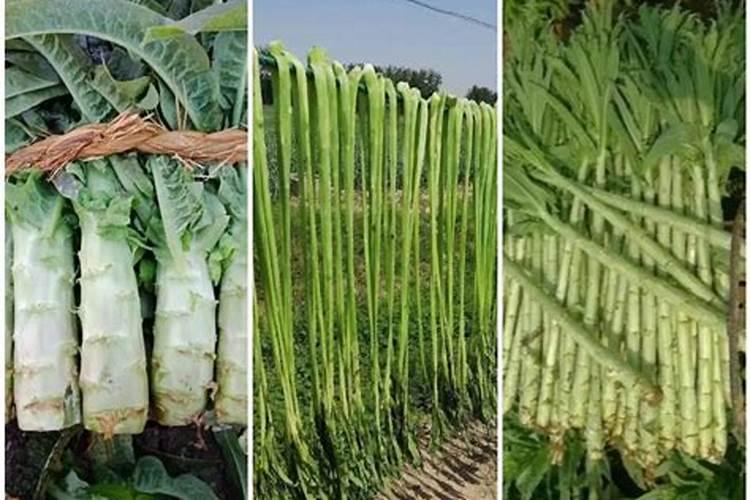 贡菜的种植方法？
