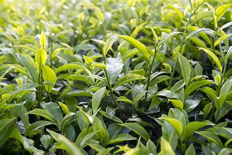 白茶施什么肥最好？