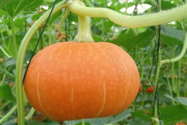 蔬菜种植缺硼有什么症状？如何正确补硼？