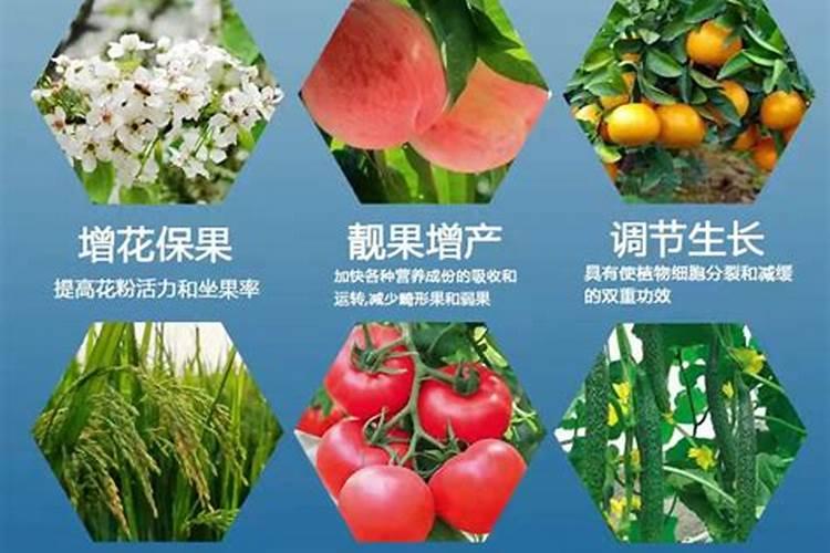 芸苔素使用技巧