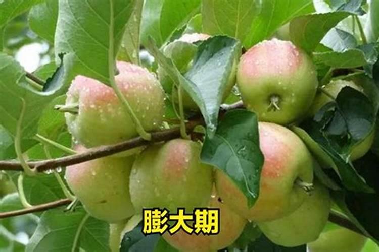 西瓜五斤了能喷芸苔素和磷酸二氢钾？