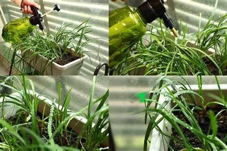 给蔬菜叶面喷施尿素,怎样做才能更好的吸收？