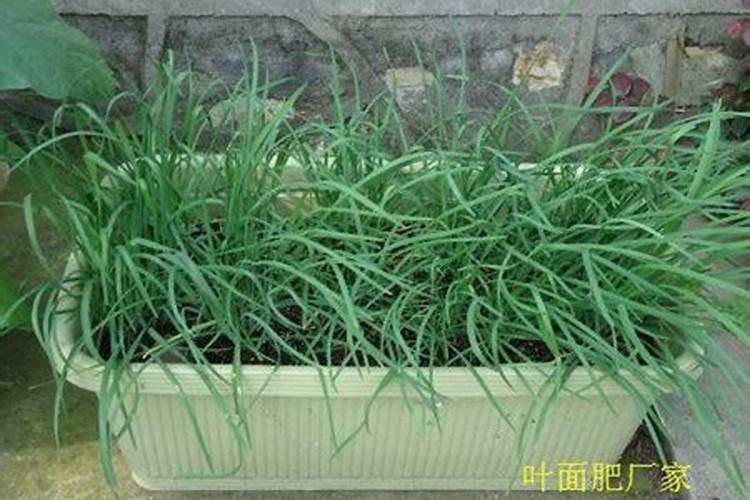 韭菜黄叶根系不好,是什么原因？用什么药？