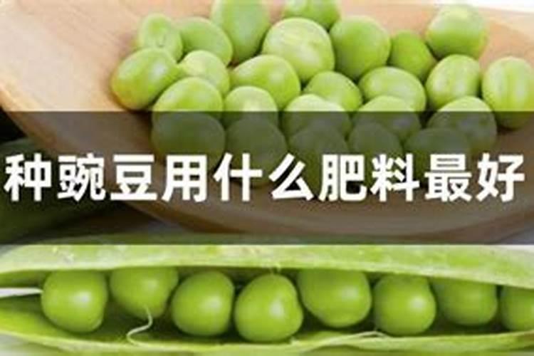 种豌豆尖用什么肥料