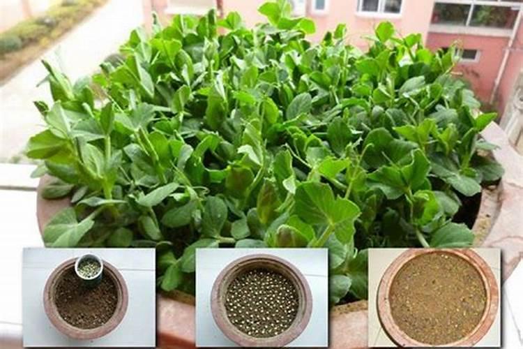 甜脆豌豆的种植和管理