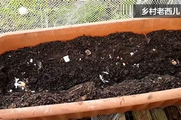 碗豆开花用什么肥料好