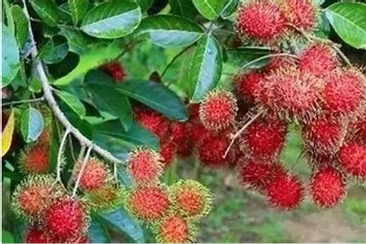 黄腐酸钾水溶肥的主要功效及其用法用量
