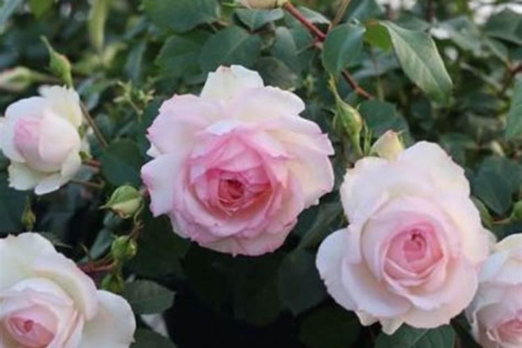月季花怎么施肥,月季花施什么肥好？