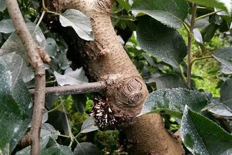 苹果树上什么肥料好
