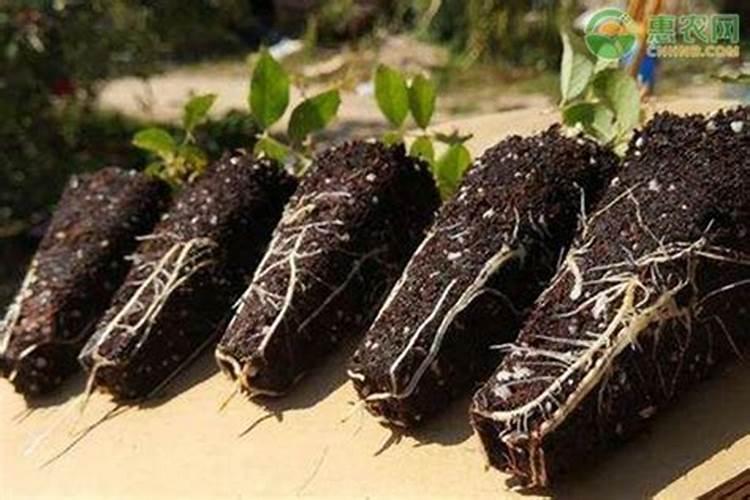 朋友您好苹果树用什么肥料最好