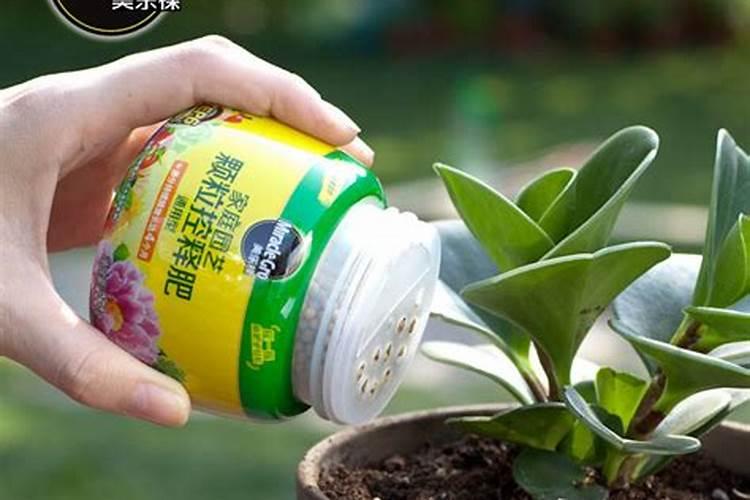 棉花根黑的时候还能滴水吗