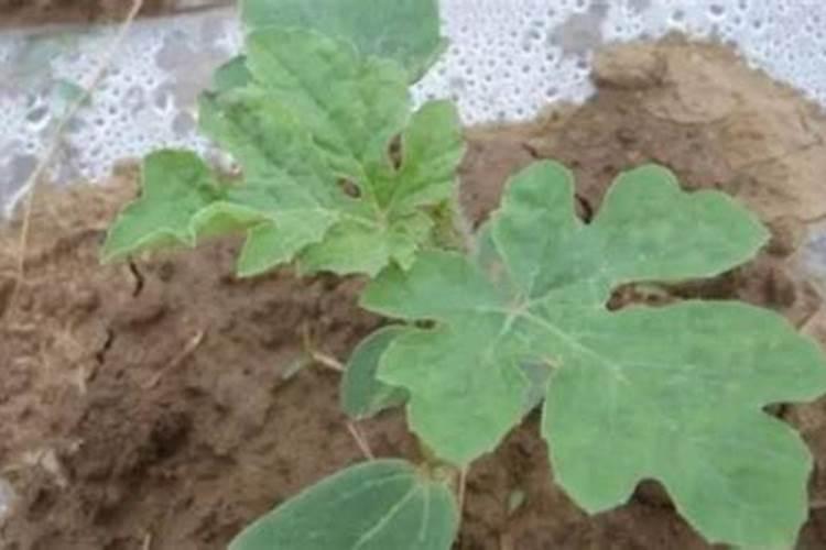 种植西瓜用什么肥料最佳？不同生长阶段,巧施肥料