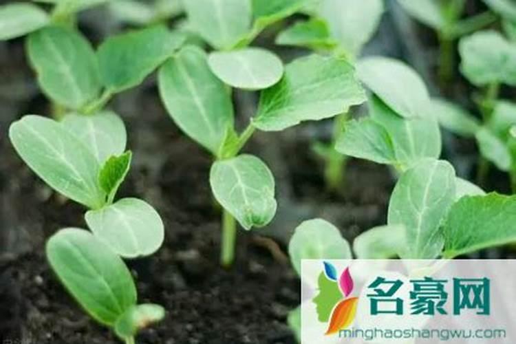 西瓜追肥用什么肥料好？