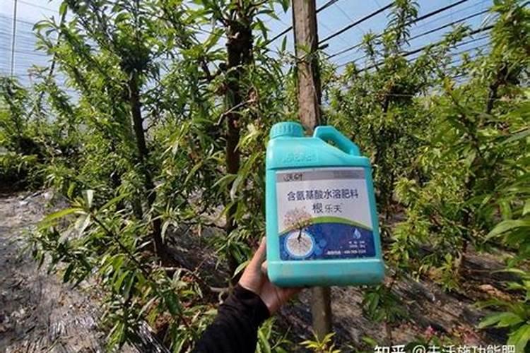 雨后果树喷施叶面肥应注意什么