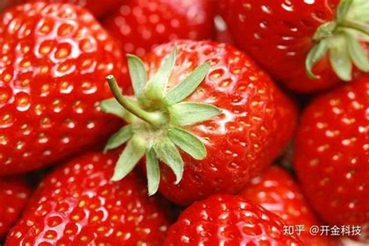 康乃馨怎么催开,补光并施加磷钾肥