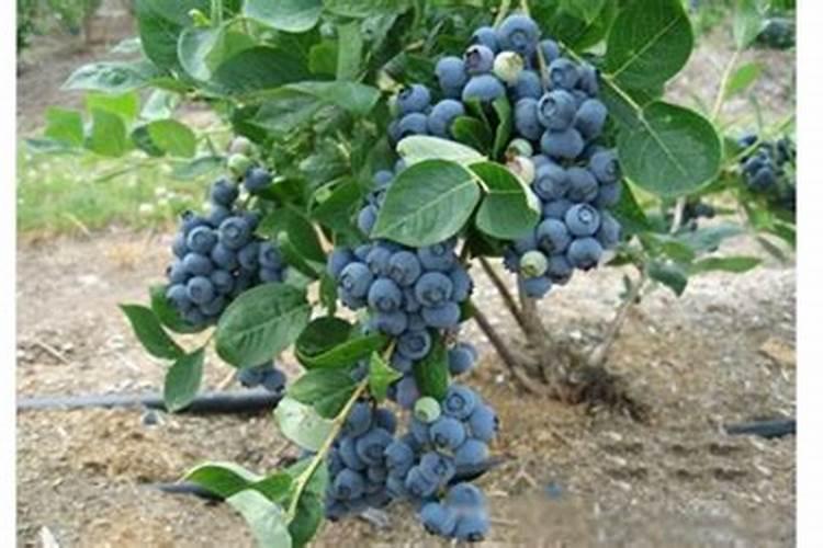 康乃馨怎么施肥能促使开花