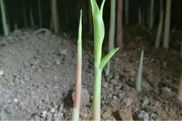 为什么种大姜用羊粪？什么样的是发酵羊粪