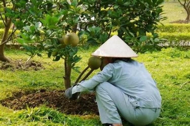 施用化学肥料需要注意哪些问题