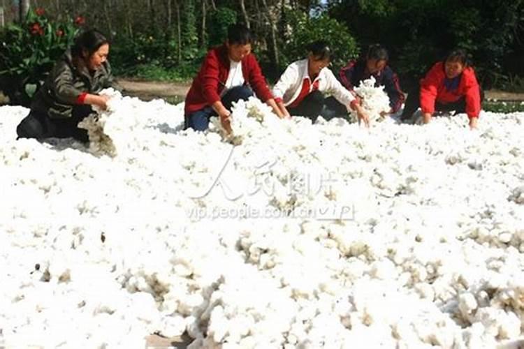 棉花种植注意事项是什么 棉花应该怎么养殖