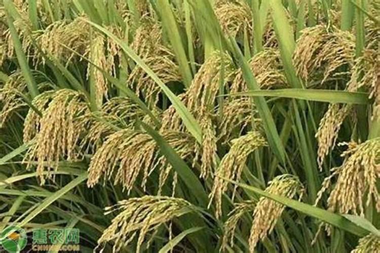 苋菜喜欢什么肥料