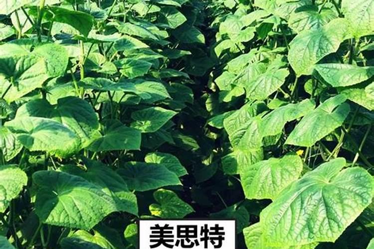 硅肥是什么肥料？硅肥有什么作用？种植农作物如何施用硅肥？