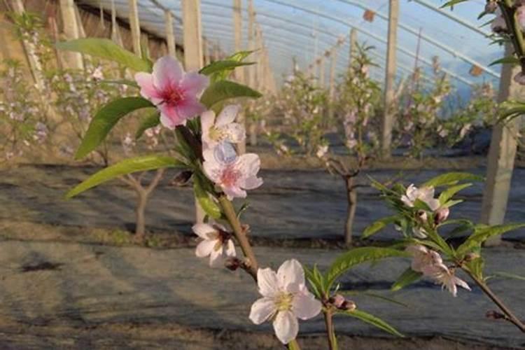 苹果树施肥时间,用什么水溶肥好