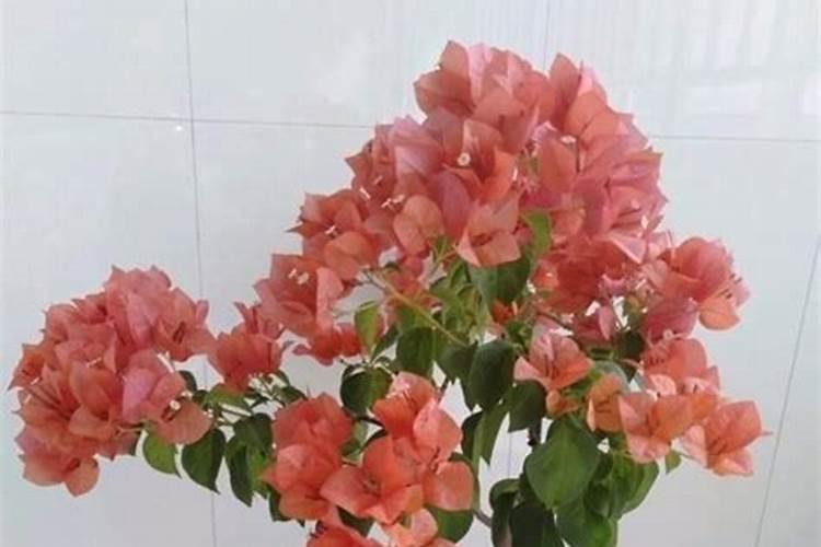 大家都给三角梅施什么肥？多久施肥一次