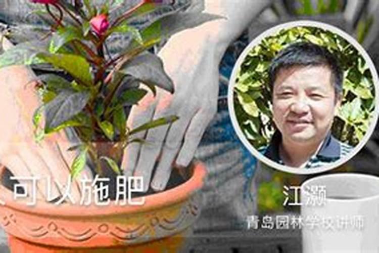 刚买的花换大盆了多久能施肥 新标题: 花的换盆和施肥周期是多久？