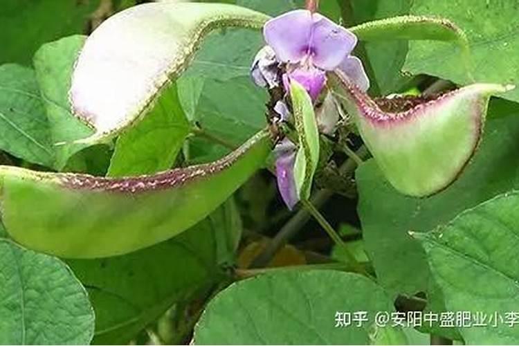 扁豆施什么肥料好