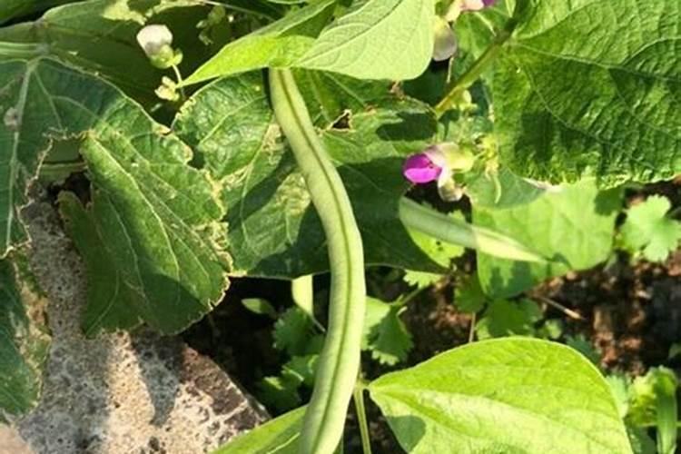 扁豆花期如何管理