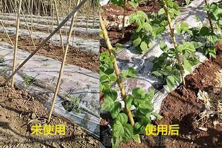 新手养兰花如何施肥