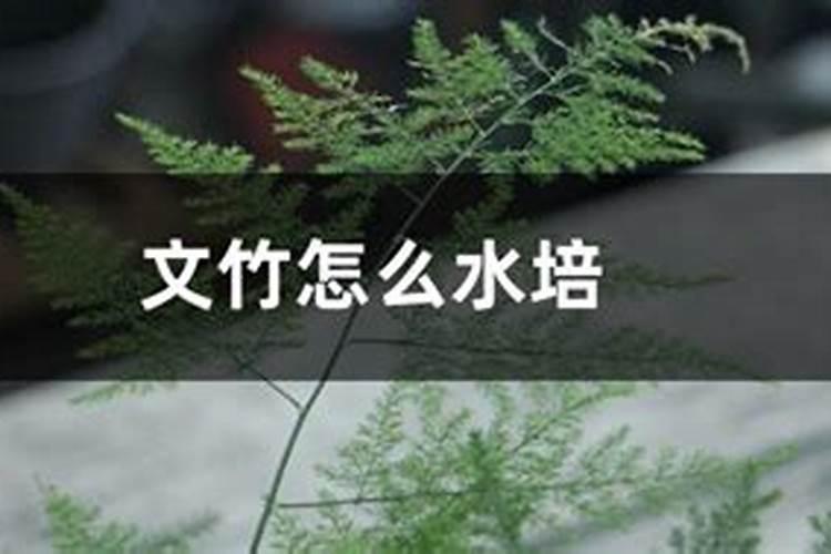 文竹水培方法和注意事项肥料
