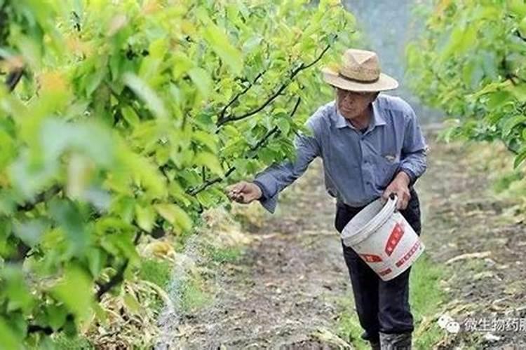 确定果树施肥量的方法有哪些