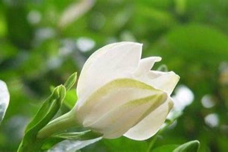 茉莉栀子不开花？几个小动作,保你的花开爆盆