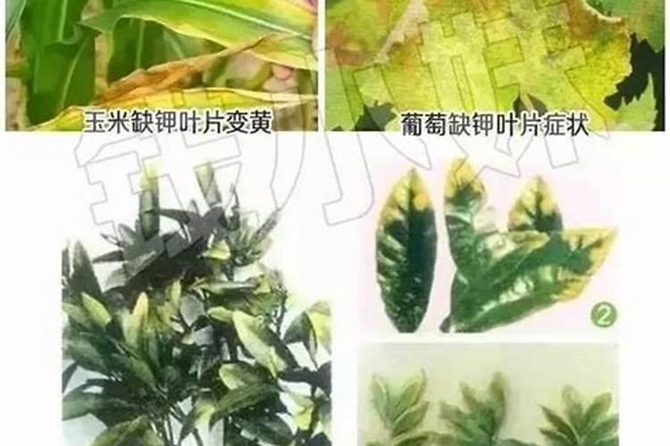 榕树盆栽施什么肥料？
