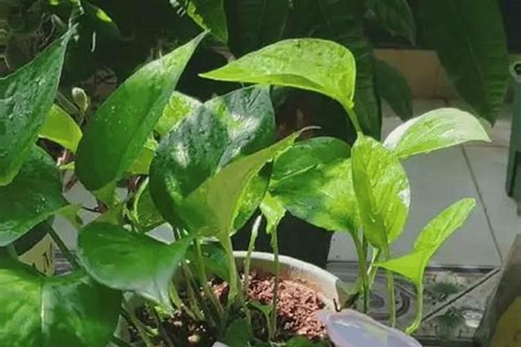 磷肥可以兑水浇花吗 磷肥对花卉的作用是什么