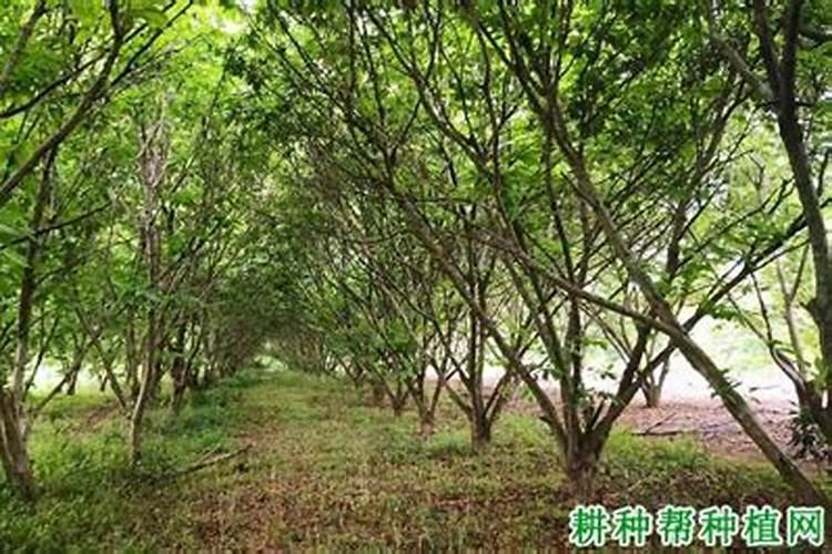 小青菜种子怎么种植