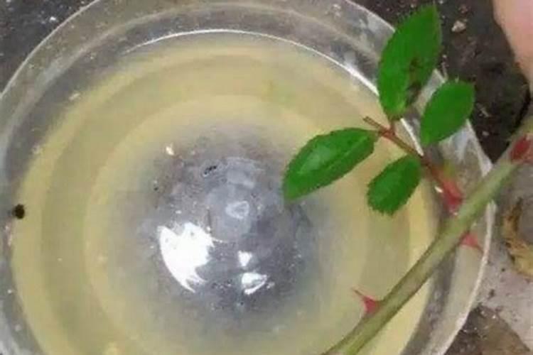 玫瑰放在水里怎样生根