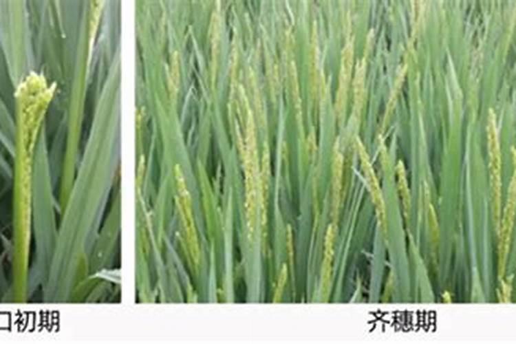 在种植黄豆的时候,为什么底肥不能施得太多呢？