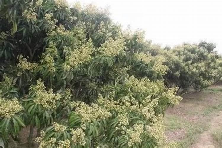 荔枝开花了,如何使荔枝多一点