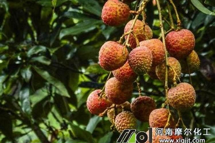 请问荔枝、追苗肥上什么最好？