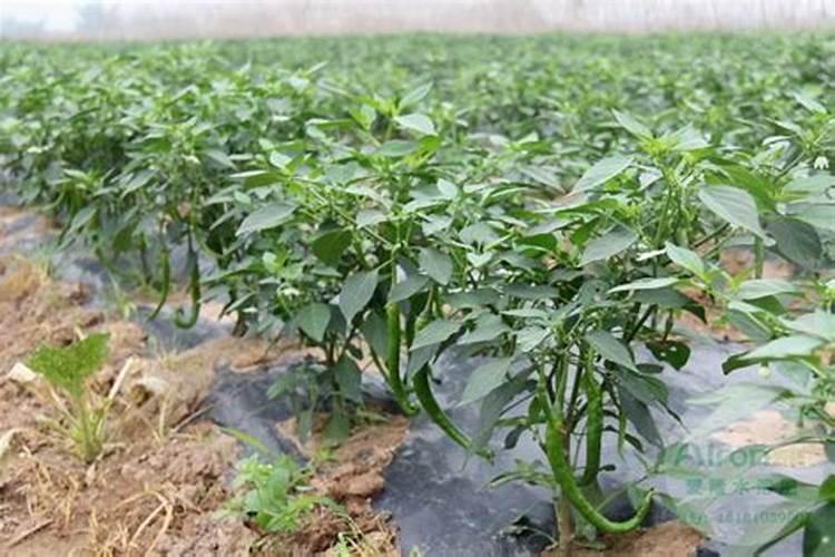 苹果树施肥时间,用什么水溶肥好
