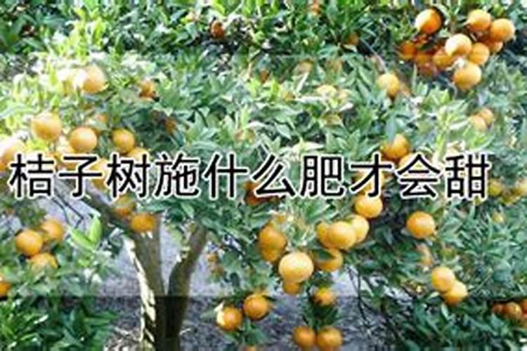 长寿花施什么肥最好