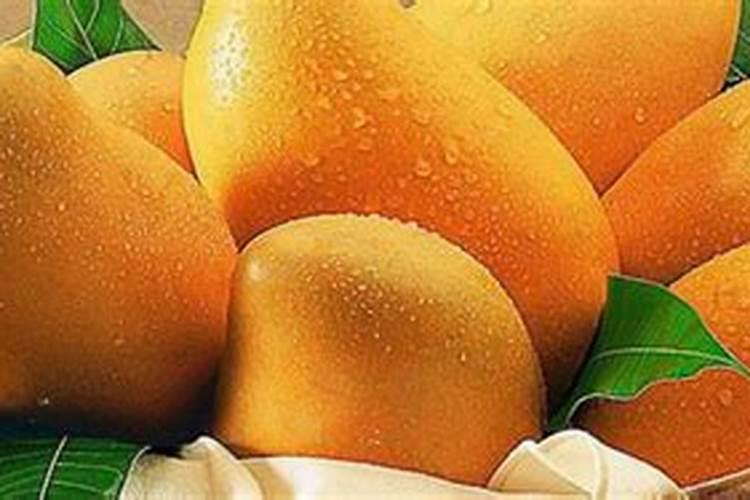 芒果树用什么肥料最好