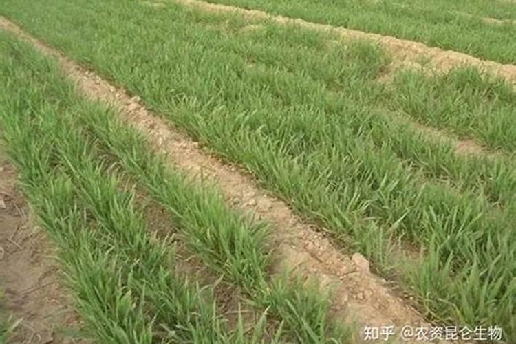 151515复合肥适用于哪些作物
