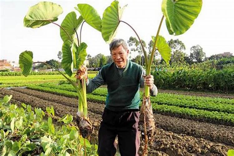 香芋膨大期如何施肥才好呢？如果用量比例不均会有哪些后果？